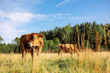 Brown cows graze on green meadow near forest on summer day, close-up. High quality photoの写真素材