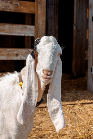 Portrait of white Nubian goat with long ears, looking at camera. Close-up wildlife concept. Vertical photoの写真素材