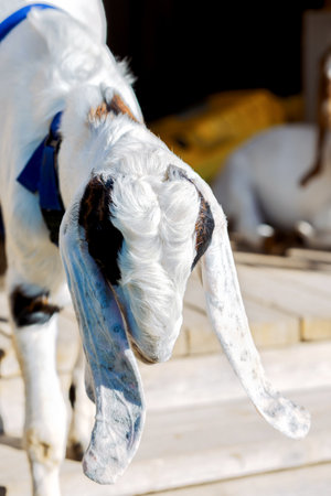 Portrait of Nubian goat with long ears, looking at camera. Close-up concept. Vertical photoの写真素材