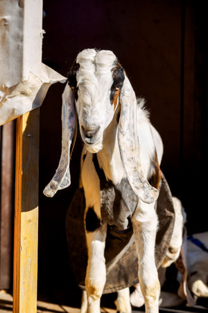 Portrait of white Nubian goat with long ears, looking at camera. Close-up wildlife concept. Vertical photoの写真素材