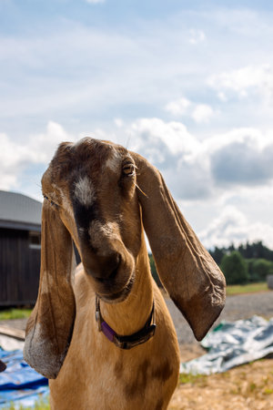 Portrait of brown Nubian goat with long ears, looking at camera. Close-up wildlife concept. Vertical photoの写真素材