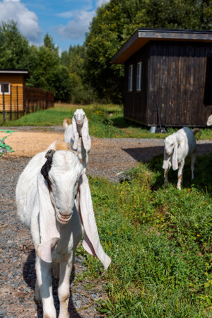 Portrait of white Nubian goat with long ears, looking at camera. Close-up wildlife concept. Vertical photoの写真素材