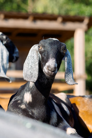 Portrait of Nubian goat with long ears, looking at camera. Close-up wildlife concept. Vertical photoの写真素材