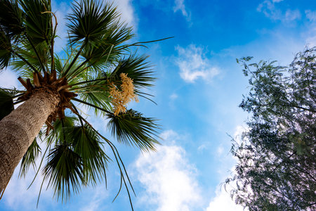 Green palm leaves against blue sky. Palm trees in backlit summer sunlight. View from bottom to top....