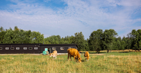 Brown cows graze on green meadow near forest on summer day, close-up. Rural organic nature animals farm. Panoramic view, bannerの写真素材