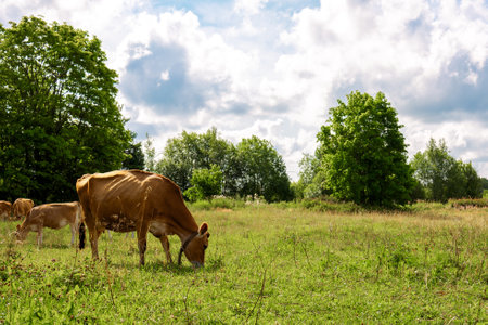 Brown cows graze on green meadow near forest on summer day, close-up. High quality photoの写真素材