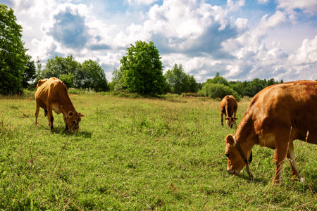 Brown cows graze on green meadow near forest on summer day, close-up. High quality photoの写真素材
