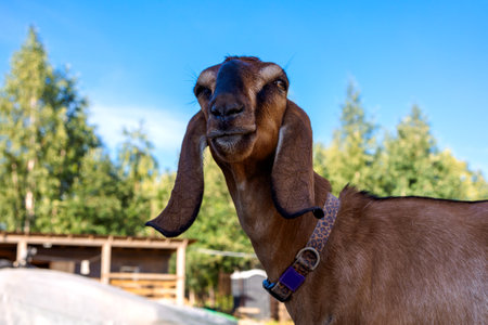 Portrait of brown Nubian goat with long ears, looking at camera. Close-up wildlife concept. High quality photoの写真素材
