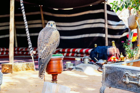 Arabian falcon bird sits on perch in courtyard of residential building, Dubai, UAE. High quality...