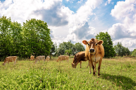 Brown cows graze on green meadow near forest on summer day, close-up. High quality photoの写真素材