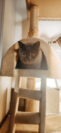 British shorthair cat comfortably resting in a beige cat tree. The cat appears calm and relaxed in a cozy nook, showcasing its expressive golden eyes. Perfect for pet-themed content.の写真素材