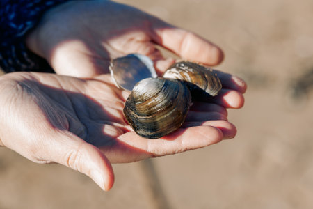 Seashells in hands, close-up. Young carefree couple in love throwing pebbles, shells, stones into sea outdoors. Fun family game together. High quality photoの写真素材