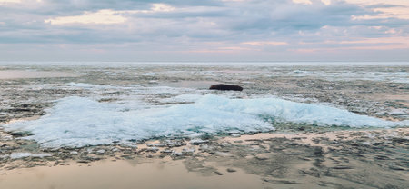 Sunrise over a tranquil coastline with icy patches and smooth stones along the sandy shore. The sky reflects in the water, creating a serene and peaceful atmosphere.の写真素材