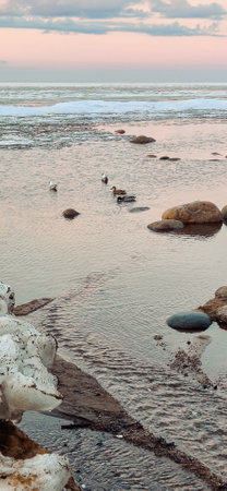 Tranquil scene of ducks gliding through calm lake amid large rocks and ice formations, with serene horizon at sunset. Captures peaceful natural winter environment. Vertical photoの写真素材