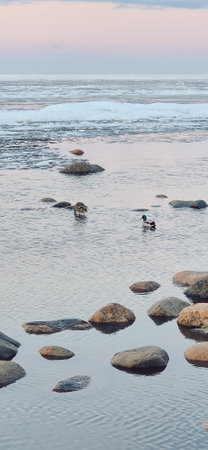 Tranquil scene of ducks gliding through calm lake amid large rocks and ice formations, with serene horizon at sunset. Captures peaceful natural winter environment. Vertical photoの写真素材
