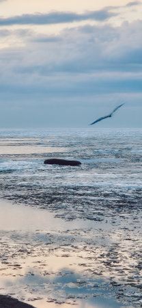 Peaceful scene of a walrus on ice floes drifting in calm ocean waters with stunning sunset sky. Reflective water surface captures colorful clouds, evoking serenity and tranquility. Vertical photoの写真素材