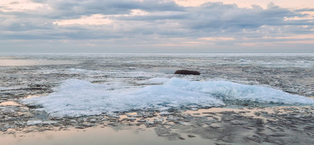 Peaceful scene of ice floes drifting in calm ocean waters with stunning sunset sky. Reflective water surface captures colorful clouds, evoking serenity and tranquilityの写真素材
