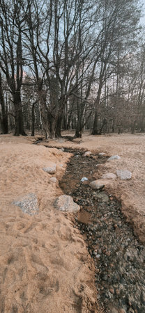 Forest landscape with leafless trees and a small stream running through the terrain. The serene scene captures the calmness of nature in early spring with clear flowing water. Vertical photo.の写真素材