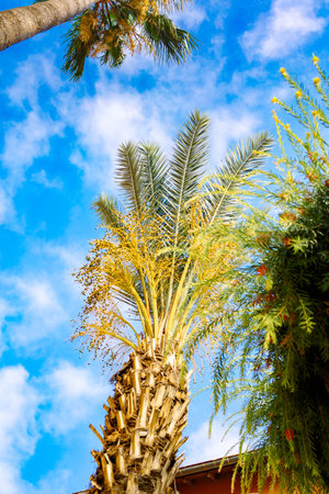Green palm leaves against blue sky. Palm trees in backlit summer sunlight. View from bottom to top. High quality photoの写真素材