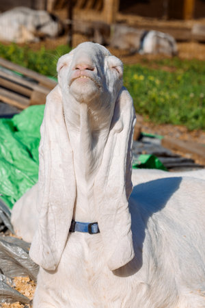 Portrait of white Nubian goat with long ears, looking at camera. Close-up wildlife concept. Funny face in the sun. Vertical photoの写真素材