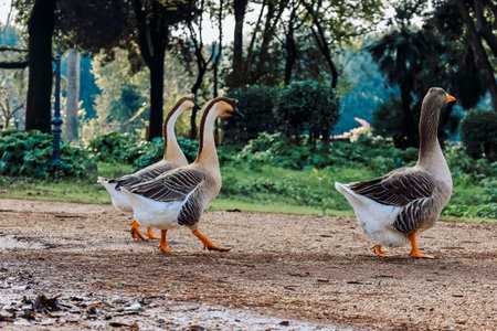 Geese with distinctive plumage feed on grass in an urban park setting, depicting natures interaction within a city environment. Vibrant greenery accents the scene.の写真素材