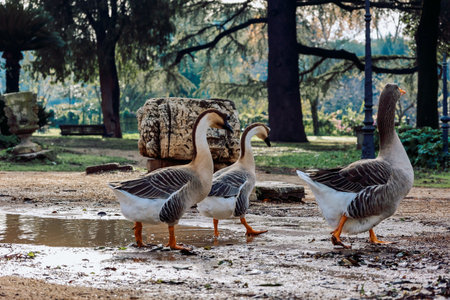 Two geese with distinctive plumage feed on grass in an urban park setting, depicting nature's interaction within a city environment. Vibrant greenery accents the scene.の写真素材