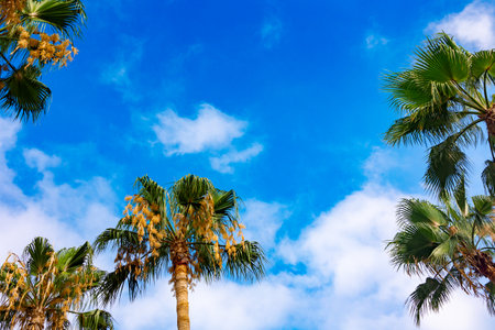 Green palm leaves against blue sky. Palm trees in backlit summer sunlight. View from bottom to top. High quality photoの写真素材