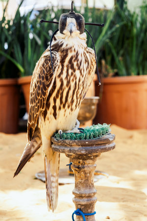 Arabian falcon bird sits on perch in courtyard of residential building, Dubai, UAE. Vertical photo. High quality photoの写真素材