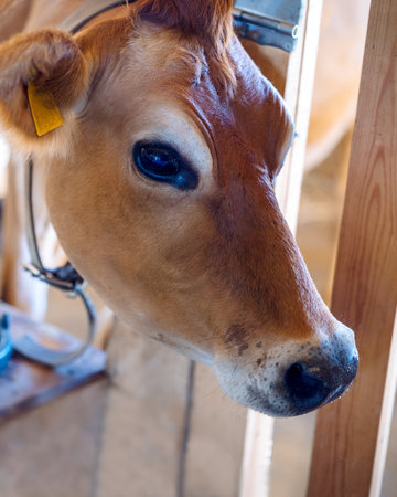 Close-up portrait of calf. Cows eat hay and water at barn. Dairy eco farm. Rural organic nature animals farm. Selective focus. Vertical photoの写真素材