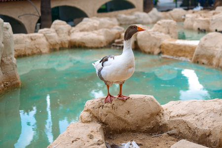 Portrait of goose. Countryside landscape with geese, chickens, turkeys in poultry yard. Rural nature animals farm. High quality photoの写真素材