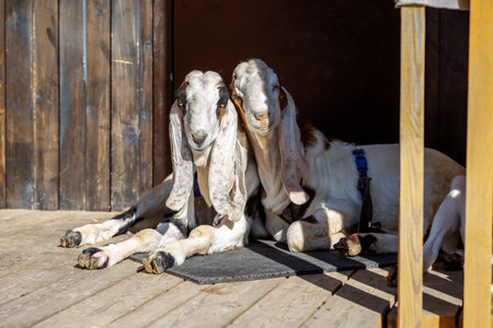 Portrait of white Nubian goats with long ears, looking at camera. Close-up concept. Funny face in...
