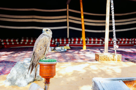 Arabian falcon bird sits on perch in courtyard of residential building, Dubai, UAE. High quality...
