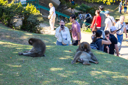 Kyoto, Japan - October 10, 2025: Macaques in Arashiyama Monkey Park Iwatayama with tourists and...