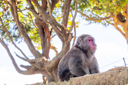 Macaca fuscata. Portrait of wild Japanese macaque red face and textured fur in soft forest bokeh,...