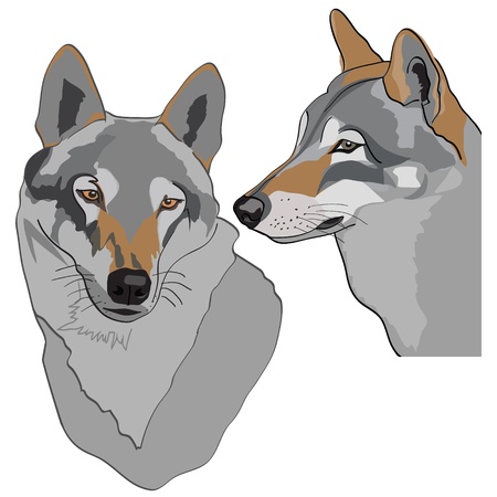 Wolf headのイラスト素材