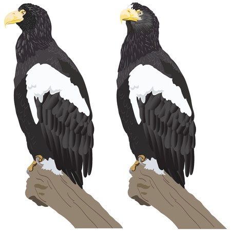 Eaglesのイラスト素材