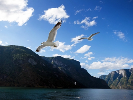 Sogne fjord in the north of Norway.の写真素材