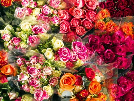 Pink rose for sale in a florist's shopの写真素材