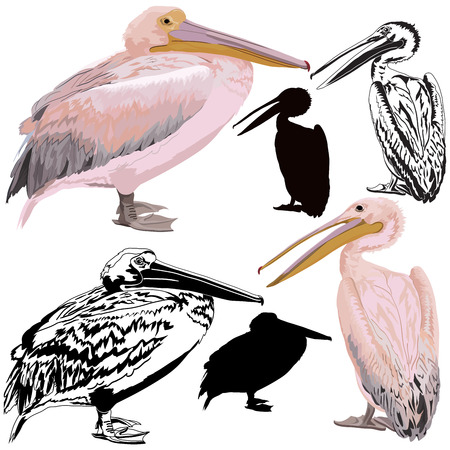 Pelicanのイラスト素材