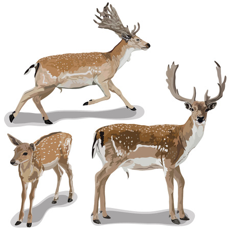 Set of Deersのイラスト素材
