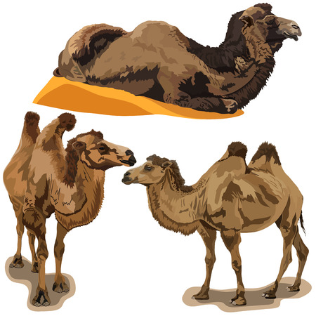 Detailed vector illustration of a camelsのイラスト素材