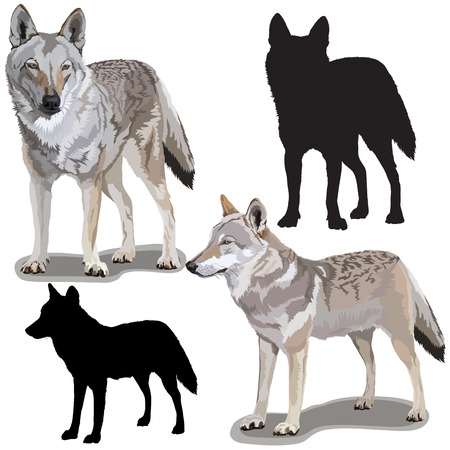 Set of Wolfsのイラスト素材
