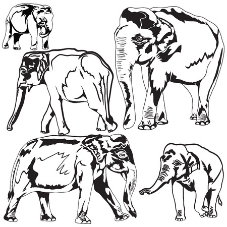 Elephants in Different Poses on white backgroundのイラスト素材