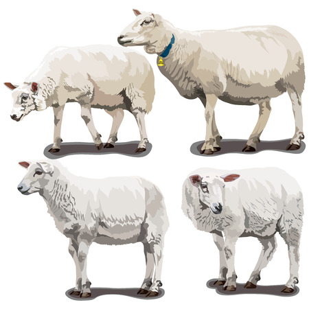 Vector sheeps in different poses on white backgroundのイラスト素材