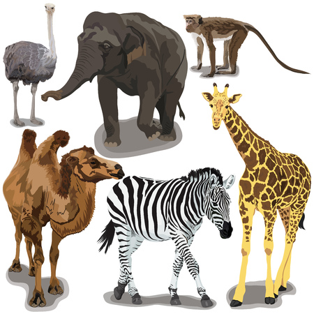 Set With African Animals on white backgroundのイラスト素材
