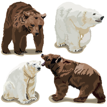 Polar and brown bearsのイラスト素材