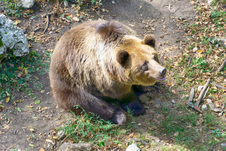 Large brown bear