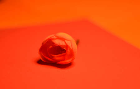 Beautiful orange flowerの写真素材
