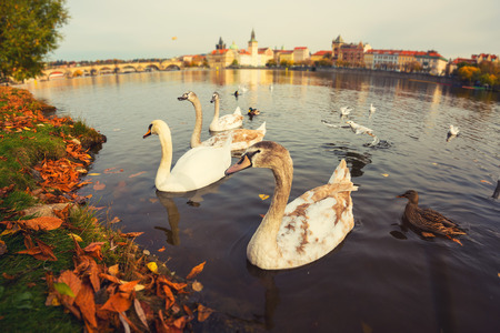 Prague, beautiful swans on the Vltava river against the historic Old Town and Charles bridge background, Czech Republic. Tilt-shift effect imageの写真素材