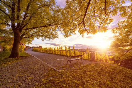 Autumn in Prague, golden sunset at Vyshegrad. Tourist route to the observation deck of the beautiful park with yellow trees in sunshine, travel Europe concept, Czech Republicの写真素材